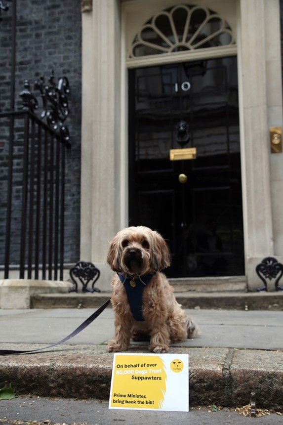 With the help of Waffle, a dog smuggled to the UK from Slovakia, last month Dogs Trust hand delivered a letter to the Prime Minister, asking for the Animal Welfare (Kept Animals) Bill to be passed through Parliament.