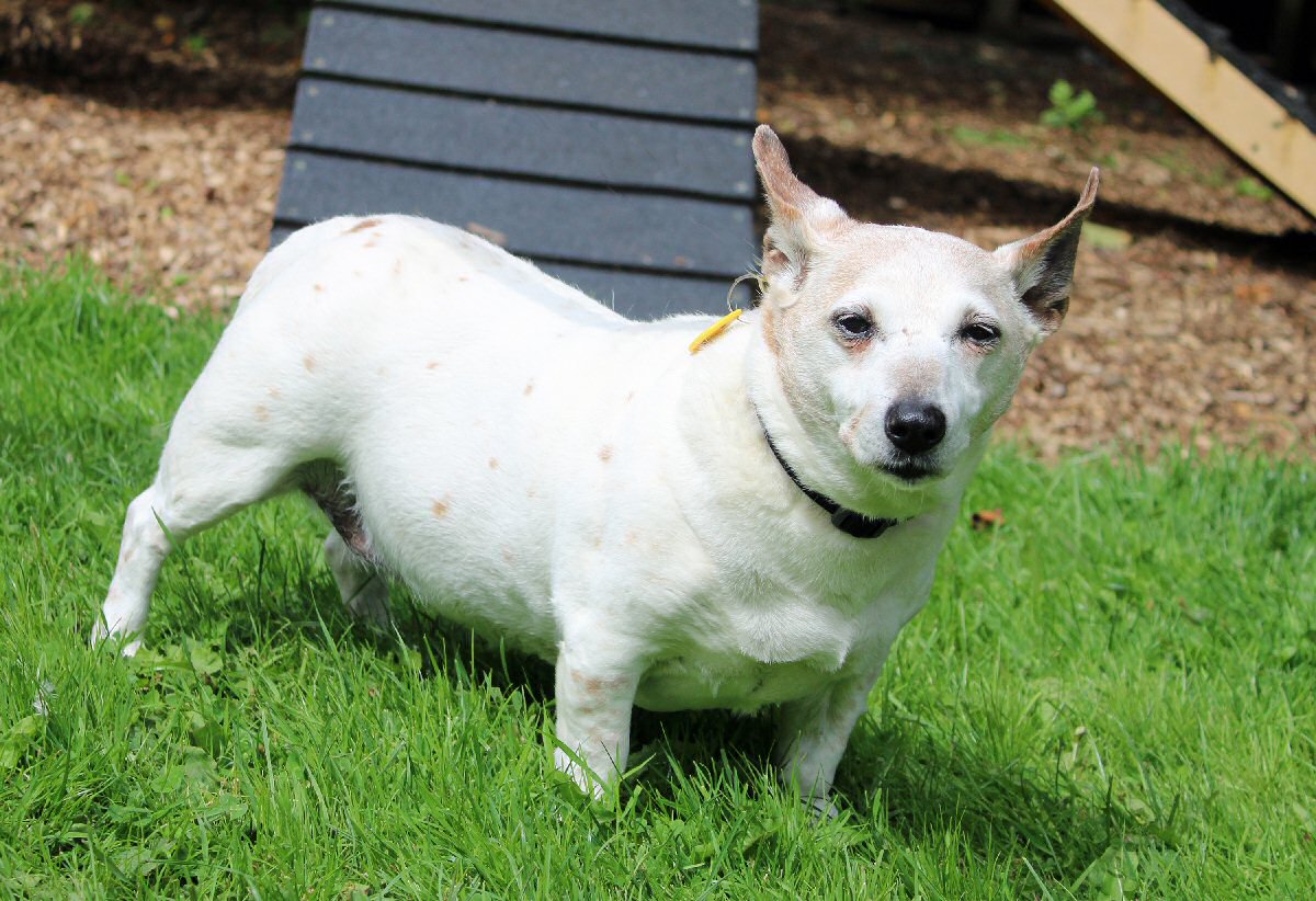 Pepper's owner made sure Dogs Trust would care for Pepper and find her a forever home.