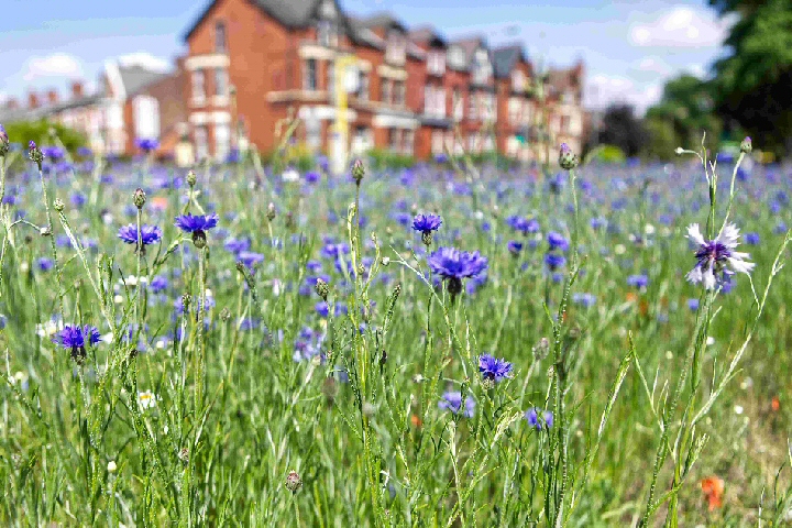 Cornfield Colours: Wildflowers already beginning to bloom at St Agnes Field.